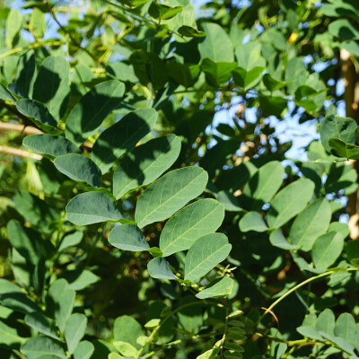 Robinia pseudoacacia 'Nyirségí'